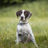 SATOSHI/BUZZ, chien à adopter