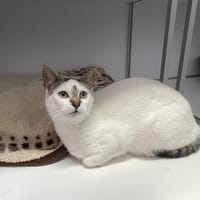 Kitkat (en cours d'adoption), chat à adopter
