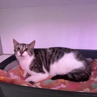 Yelle (en cours d'adoption), chatte à adopter