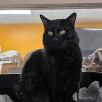 ALBATOR, chat à adopter