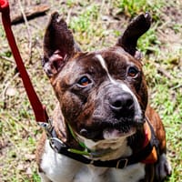 Oni, chien à adopter