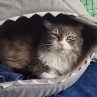 PUMBA, chat à adopter