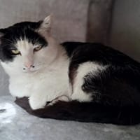 Pitchoune, chat à adopter