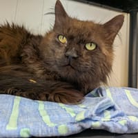 SALEM, chat à adopter