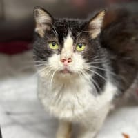 CROUSTILLON ( FIV + ), chat à adopter