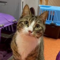 GRIZOU, chat à adopter