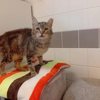 CHICHE, chat à adopter