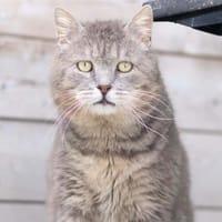 Roswell, chat à adopter