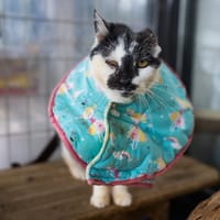 OREILLETTE, chatte à adopter