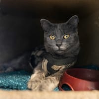 JAMOKA, chatte à adopter