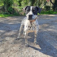 ARON, chien à adopter