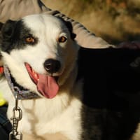 LETA, chienne à adopter