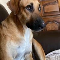 GUELIA amour et gaieté, chien à adopter
