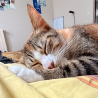 Amande, chatte à adopter