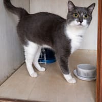 Bipo, chat à adopter