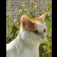 Wutong de Tremblay, chat à adopter