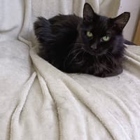 Innaé, chatte à adopter