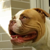Shaggy, chien à adopter