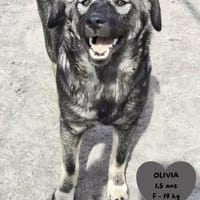 Olivia, chienne à adopter
