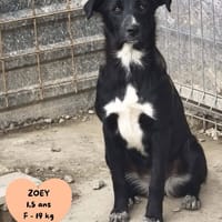 Zoey, chienne à adopter