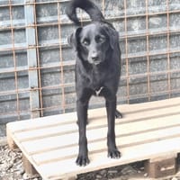Nagruta, chienne à adopter