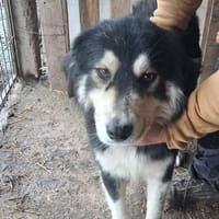 Nyssen, chien à adopter