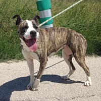 TINA (Maria), chienne à adopter