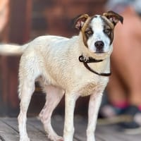 RUFUS (Maria), chien à adopter