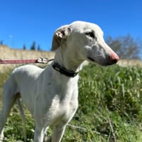 GOSHT (Animalea), chien à adopter