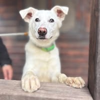 FREEWAY (Maria), chien à adopter