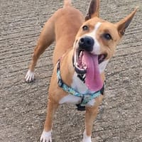 EOWYN (Maria), chienne à adopter