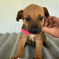 DINA (Maria), chienne à adopter