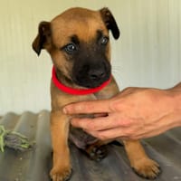 DANKO (Maria), chien à adopter