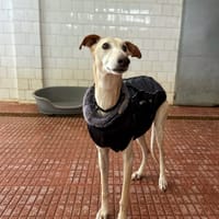 ALADIN  (Animalea), chien à adopter