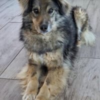 Louis - darf endlich richtig leben 🍀, Hund zur Adoption