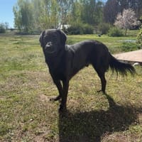 Blacky - Herzensbrecher auf 4 Pfoten, Hund zur Adoption