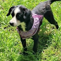 Sonnenschein Nora sucht Körbchen, Hündin zur Adoption