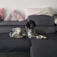 Brina sucht liebe Menschen, Hündin zur Adoption