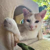 Verspielter Nikos sucht Zuhause, Kater zur Adoption
