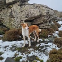 Gru sucht  sein Zuhause, Hund zur Adoption