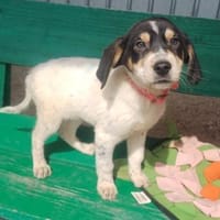 ❤Emely - AB 24.05.2026 BEI UNS!!!, Hündin zur Adoption