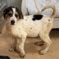 ❤Eddie...AB 24.05.2026 BEI UNS!!!, Hund zur Adoption