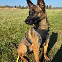 Reika möchte endlich ankommen, Hündin zur Adoption