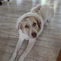 Happy End für Finnie gesucht, Hund zur Adoption