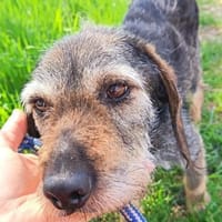 Menyus, er wurde zu alt!!, Hund zur Adoption