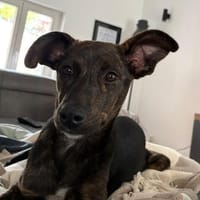 Zuckersüße MINA möchte dein Herz erobern, Hündin zur Adoption