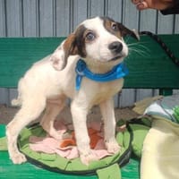 ❤Ivo...AB 24.05.2026 BEI UNS!!!, Hund zur Adoption