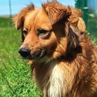 Gömbi  freundlich, kinderlieb, Hund zur Adoption