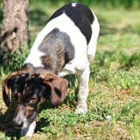 Bella- sanfte Seele sucht Zuhause, Hündin zur Adoption
