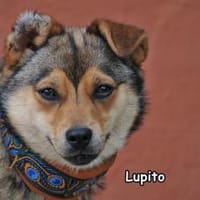 LUPITO, Hund zur Adoption
